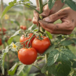 découvrez pourquoi pincer les tomates est essentiel pour une récolte abondante et apprenez les techniques simples pour le faire correctement.
